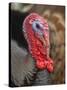 Domestic Turkey, bronze turkey, adult male, close-up of head-John Eveson-Stretched Canvas