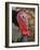 Domestic Turkey, bronze turkey, adult male, close-up of head-John Eveson-Framed Photographic Print