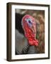 Domestic Turkey, bronze turkey, adult male, close-up of head-John Eveson-Framed Photographic Print