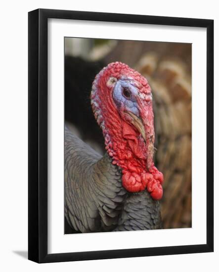 Domestic Turkey, bronze turkey, adult male, close-up of head-John Eveson-Framed Photographic Print