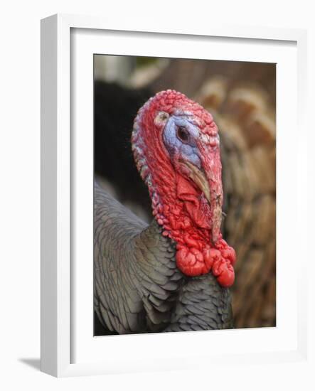 Domestic Turkey, bronze turkey, adult male, close-up of head-John Eveson-Framed Photographic Print