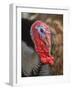 Domestic Turkey, bronze turkey, adult male, close-up of head-John Eveson-Framed Photographic Print