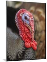 Domestic Turkey, bronze turkey, adult male, close-up of head-John Eveson-Mounted Photographic Print