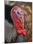 Domestic Turkey, bronze turkey, adult male, close-up of head-John Eveson-Mounted Photographic Print