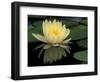 Domestic Waterlily, Charlene Strawn, Kentucky, USA-Adam Jones-Framed Photographic Print