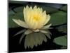 Domestic Waterlily, Charlene Strawn, Kentucky, USA-Adam Jones-Mounted Photographic Print