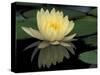 Domestic Waterlily, Charlene Strawn, Kentucky, USA-Adam Jones-Stretched Canvas