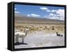 Domesticated Alpacas Grazing on Altiplano, Near Arequipa, Peru, South America-Tony Waltham-Framed Stretched Canvas