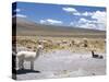 Domesticated Alpacas Grazing on Altiplano, Near Arequipa, Peru, South America-Tony Waltham-Stretched Canvas