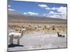 Domesticated Alpacas Grazing on Altiplano, Near Arequipa, Peru, South America-Tony Waltham-Mounted Photographic Print