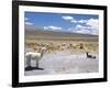 Domesticated Alpacas Grazing on Altiplano, Near Arequipa, Peru, South America-Tony Waltham-Framed Photographic Print