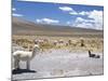 Domesticated Alpacas Grazing on Altiplano, Near Arequipa, Peru, South America-Tony Waltham-Mounted Photographic Print