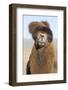 Domesticated Bactrian Camel (Camelus bactrianus) breeding male, Khongoryn Els Sand Dunes-David Tipling-Framed Photographic Print