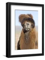 Domesticated Bactrian Camel (Camelus bactrianus) breeding male, Khongoryn Els Sand Dunes-David Tipling-Framed Photographic Print