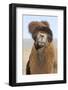 Domesticated Bactrian Camel (Camelus bactrianus) breeding male, Khongoryn Els Sand Dunes-David Tipling-Framed Photographic Print