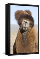 Domesticated Bactrian Camel (Camelus bactrianus) breeding male, Khongoryn Els Sand Dunes-David Tipling-Framed Stretched Canvas