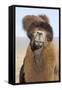 Domesticated Bactrian Camel (Camelus bactrianus) breeding male, Khongoryn Els Sand Dunes-David Tipling-Framed Stretched Canvas