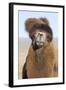 Domesticated Bactrian Camel (Camelus bactrianus) breeding male, Khongoryn Els Sand Dunes-David Tipling-Framed Photographic Print