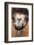 Domesticated Bactrian Camel (Camelus bactrianus) breeding male, Khongoryn Els Sand Dunes-David Tipling-Framed Photographic Print