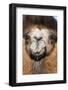 Domesticated Bactrian Camel (Camelus bactrianus) breeding male, Khongoryn Els Sand Dunes-David Tipling-Framed Photographic Print
