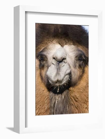 Domesticated Bactrian Camel (Camelus bactrianus) breeding male, Khongoryn Els Sand Dunes-David Tipling-Framed Photographic Print