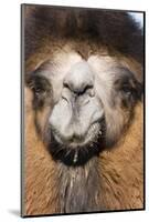 Domesticated Bactrian Camel (Camelus bactrianus) breeding male, Khongoryn Els Sand Dunes-David Tipling-Mounted Photographic Print