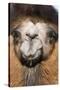 Domesticated Bactrian Camel (Camelus bactrianus) breeding male, Khongoryn Els Sand Dunes-David Tipling-Stretched Canvas