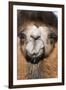 Domesticated Bactrian Camel (Camelus bactrianus) breeding male, Khongoryn Els Sand Dunes-David Tipling-Framed Photographic Print