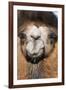 Domesticated Bactrian Camel (Camelus bactrianus) breeding male, Khongoryn Els Sand Dunes-David Tipling-Framed Photographic Print