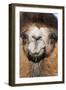 Domesticated Bactrian Camel (Camelus bactrianus) breeding male, Khongoryn Els Sand Dunes-David Tipling-Framed Photographic Print