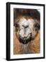 Domesticated Bactrian Camel (Camelus bactrianus) breeding male, Khongoryn Els Sand Dunes-David Tipling-Framed Photographic Print