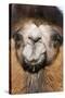 Domesticated Bactrian Camel (Camelus bactrianus) breeding male, Khongoryn Els Sand Dunes-David Tipling-Stretched Canvas