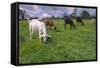 Domesticated Goats Billy-Anthony Harrison-Framed Stretched Canvas