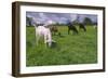 Domesticated Goats Billy-Anthony Harrison-Framed Photographic Print