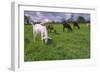 Domesticated Goats Billy-Anthony Harrison-Framed Photographic Print