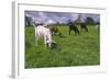 Domesticated Goats Billy-Anthony Harrison-Framed Photographic Print