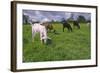 Domesticated Goats Billy-Anthony Harrison-Framed Photographic Print