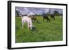 Domesticated Goats Billy-Anthony Harrison-Framed Photographic Print