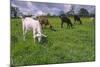 Domesticated Goats Billy-Anthony Harrison-Mounted Photographic Print