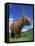 Domesticated Highland Cow, Aberfoyle, Argyll, Scotland, UK-Niall Benvie-Framed Stretched Canvas