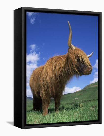 Domesticated Highland Cow, Aberfoyle, Argyll, Scotland, UK-Niall Benvie-Framed Stretched Canvas