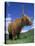 Domesticated Highland Cow, Aberfoyle, Argyll, Scotland, UK-Niall Benvie-Stretched Canvas