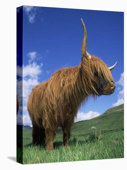 Domesticated Highland Cow, Aberfoyle, Argyll, Scotland, UK-Niall Benvie-Stretched Canvas