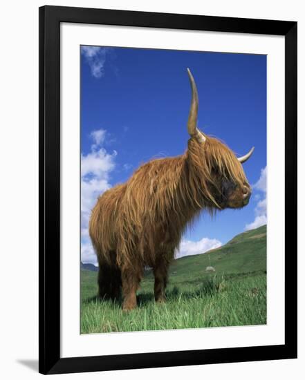 Domesticated Highland Cow, Aberfoyle, Argyll, Scotland, UK-Niall Benvie-Framed Photographic Print