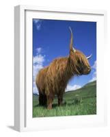 Domesticated Highland Cow, Aberfoyle, Argyll, Scotland, UK-Niall Benvie-Framed Photographic Print