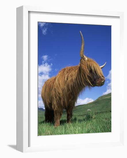 Domesticated Highland Cow, Aberfoyle, Argyll, Scotland, UK-Niall Benvie-Framed Photographic Print