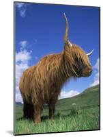 Domesticated Highland Cow, Aberfoyle, Argyll, Scotland, UK-Niall Benvie-Mounted Photographic Print