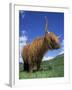 Domesticated Highland Cow, Aberfoyle, Argyll, Scotland, UK-Niall Benvie-Framed Photographic Print