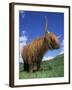 Domesticated Highland Cow, Aberfoyle, Argyll, Scotland, UK-Niall Benvie-Framed Photographic Print