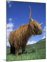 Domesticated Highland Cow, Aberfoyle, Argyll, Scotland, UK-Niall Benvie-Mounted Photographic Print
